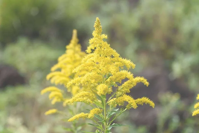 Aceite Esencial de Solidago de Canadá (Solidago canadensis L.)