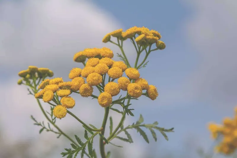 Aceite Esencial de Tanaceto Anual (Tanacetum annuum L.)