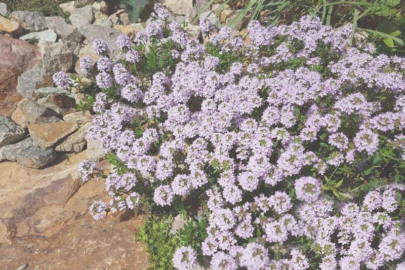 Aceite Esencial de Tomillo Linalol (Thymus vulgaris L.)