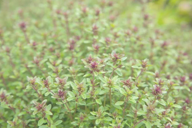 Aceite Esencial de Tomillo Timol (Thymus vulgaris L.)