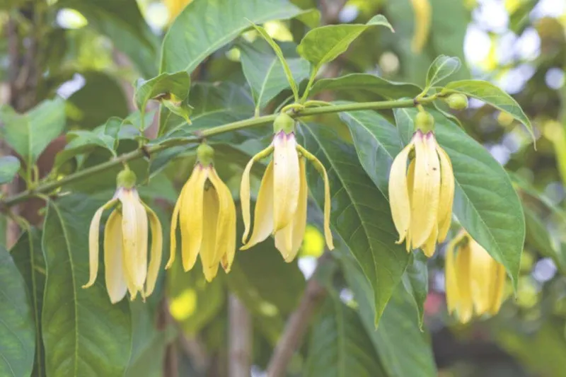 Aceite Esencial de Ylang Ylang (Cananga odorata Hook. f. & Thomson)