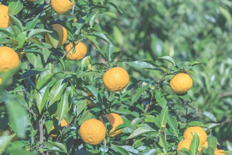 Aceite Esencial de Yuzu (Citrus x junos Siebold ex Tanaka)