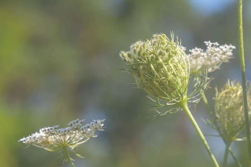 Aceite Esencial de Zanahoria (Semilla) (Daucus carota L.)