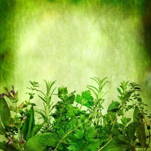 Herbal