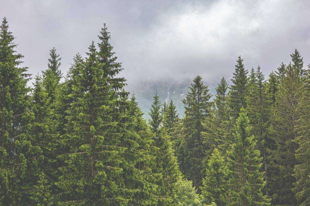 Abeto Blanco (Abies alba Miller)