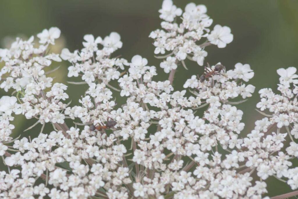 Ajowan (Trachyspermum ammi L.)