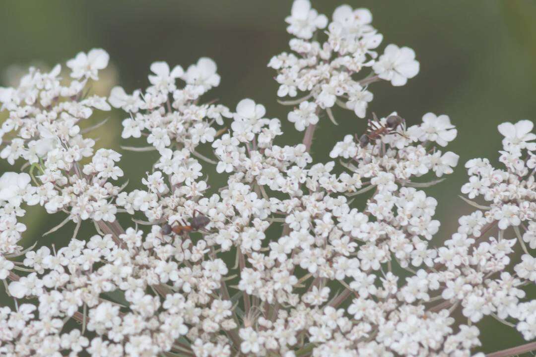 Ajowan (Trachyspermum ammi L.)