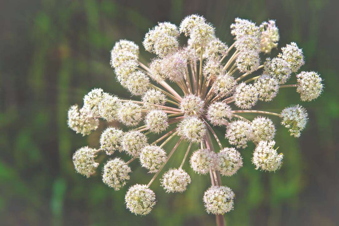 Angélica (Angelica archangelica L.)