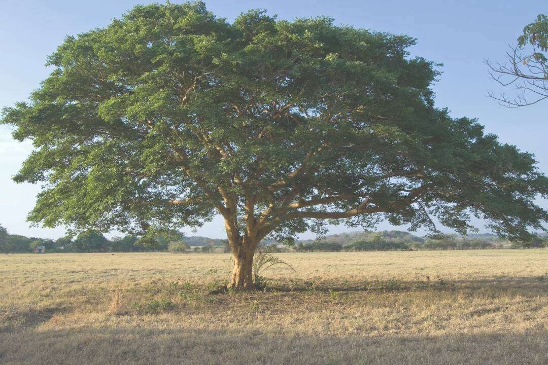 Bálsamo de Copaiba (Copaifera officinalis L.)