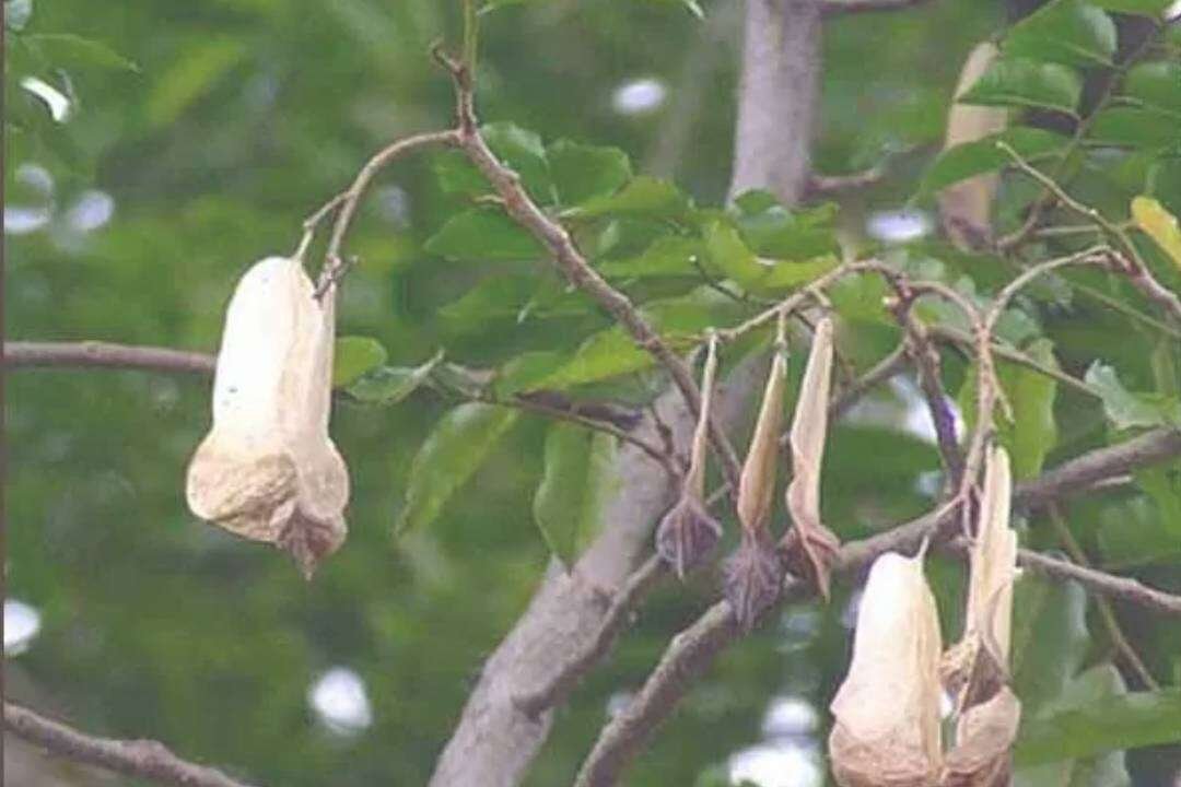 Bálsamo del Perú (Myroxylon balsamum L. var. pereirae)