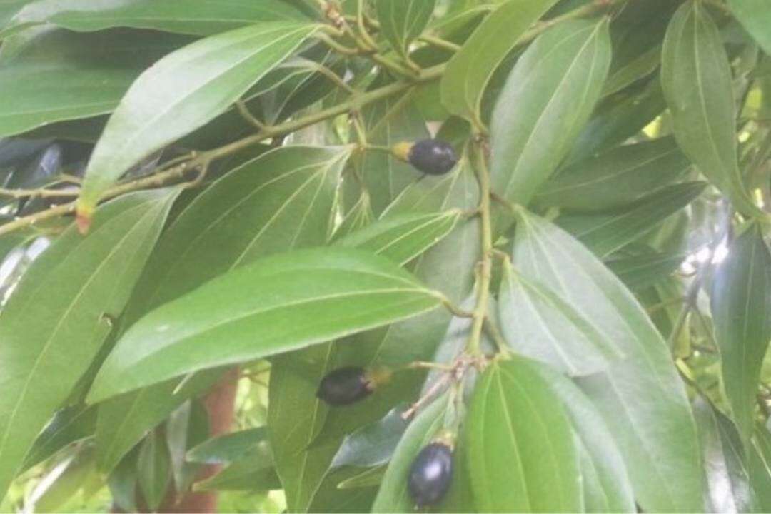 Canela China (Cinnamomum cassia Blume)