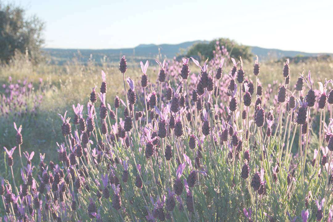Cantueso (Lavandula stoechas L.)