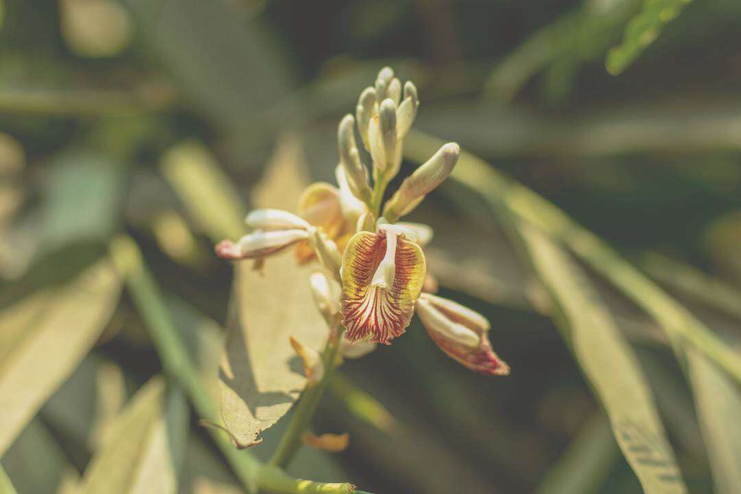 Cardamomo (Elettaria cardamomum L.)