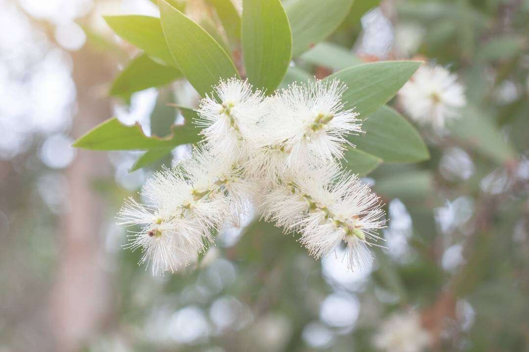 Cayeput (Melaleuca cajuputi Powell)