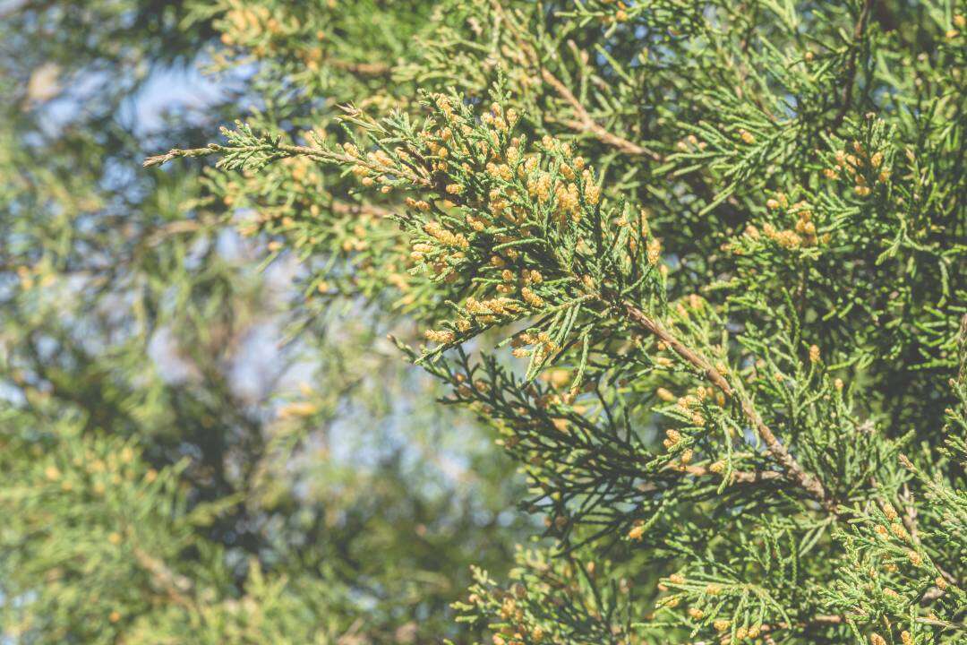 Cedro de Virginia (Juniperus virginiana L.)