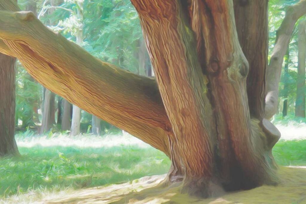 Cedro del Himalaya (Cedrus deodara Roxb.)