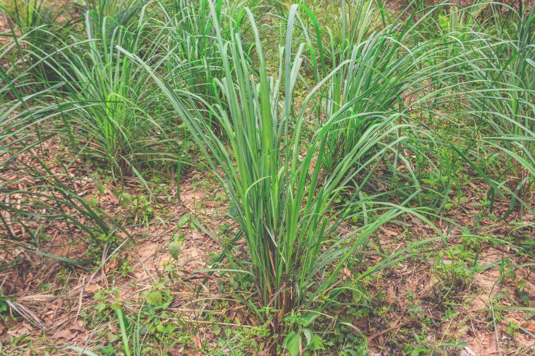 Citronela (Cymbopogon winterianus Jowitt)