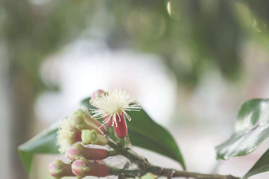 Clavo Especia (Syzygium aromaticum L.)