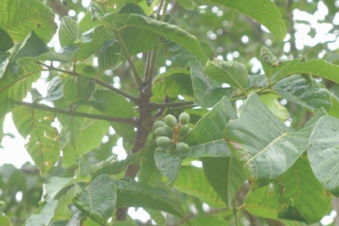 Elemi (Canarium luzonicum Miq.)