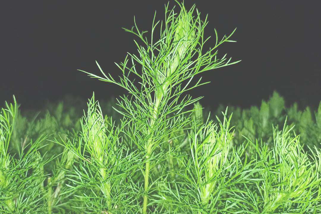 Eneldo (Anethum graveolens L.)