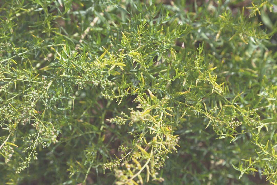 Estragón (Artemisia dracunculus L.)