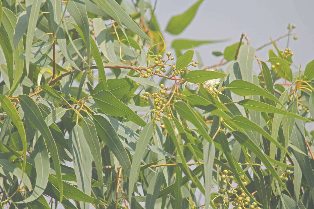Eucalipto Citriodora (Corymbia citriodora Hook. o Eucalyptus citriodora)