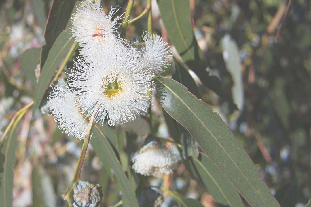 Eucalipto Glóbulus (Eucalyptus globulus Labill.)