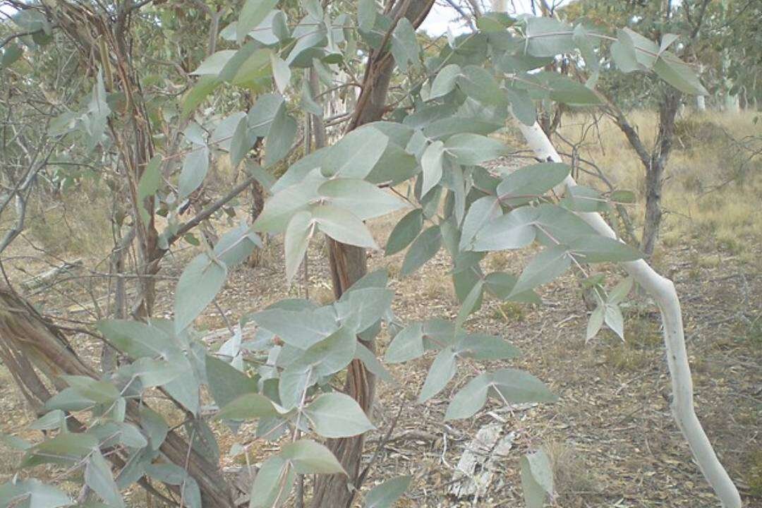 Eucalipto Mentolado (Eucalyptus dives Schauer)