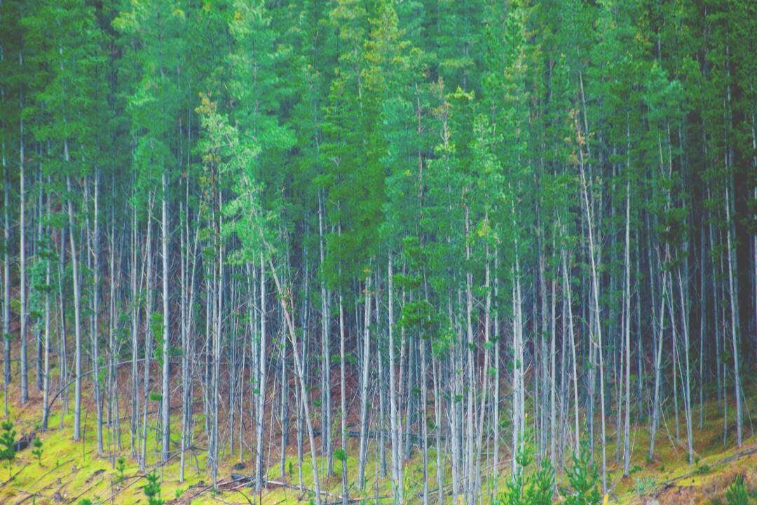 Eucalipto Radiata (Eucalyptus radiata Sieber ex DC.)