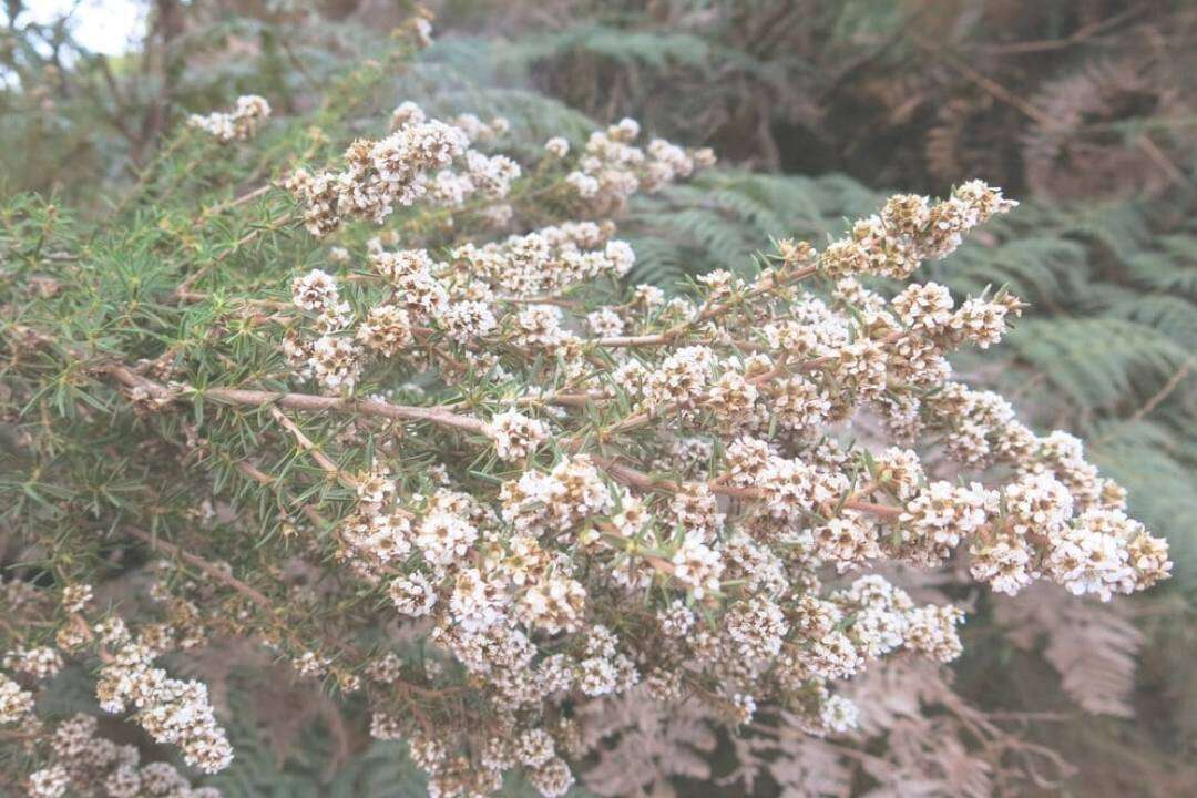 Fragonia (Agonis fragrans)