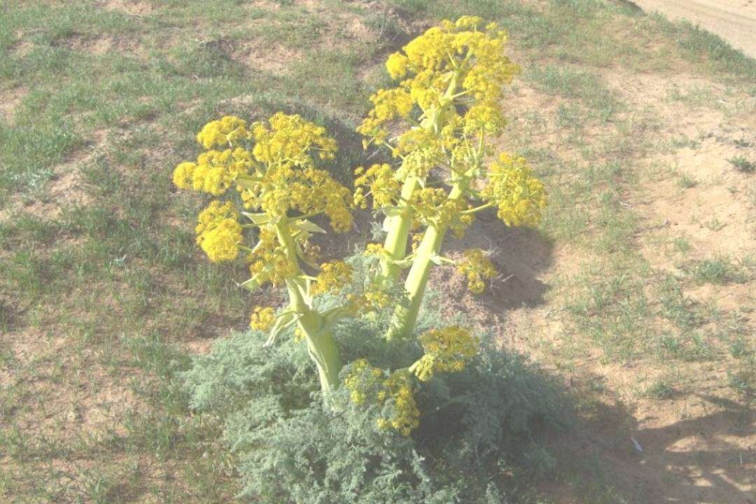 Gálbano (Ferula gummosa Boiss.)