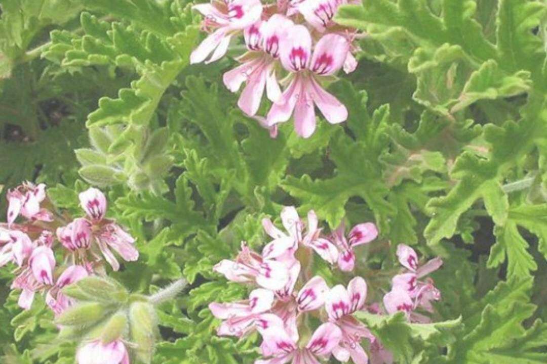Geranio Bourbon (Pelargonium x asperum Ait.)