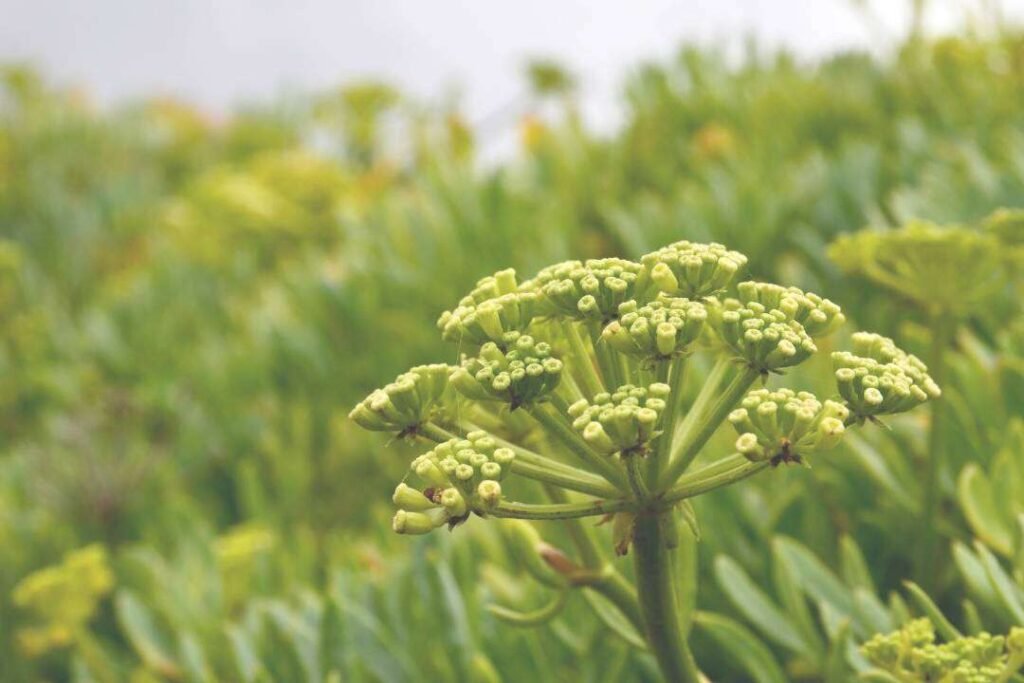 Hinojo Marino (Crithmum maritimum L.)