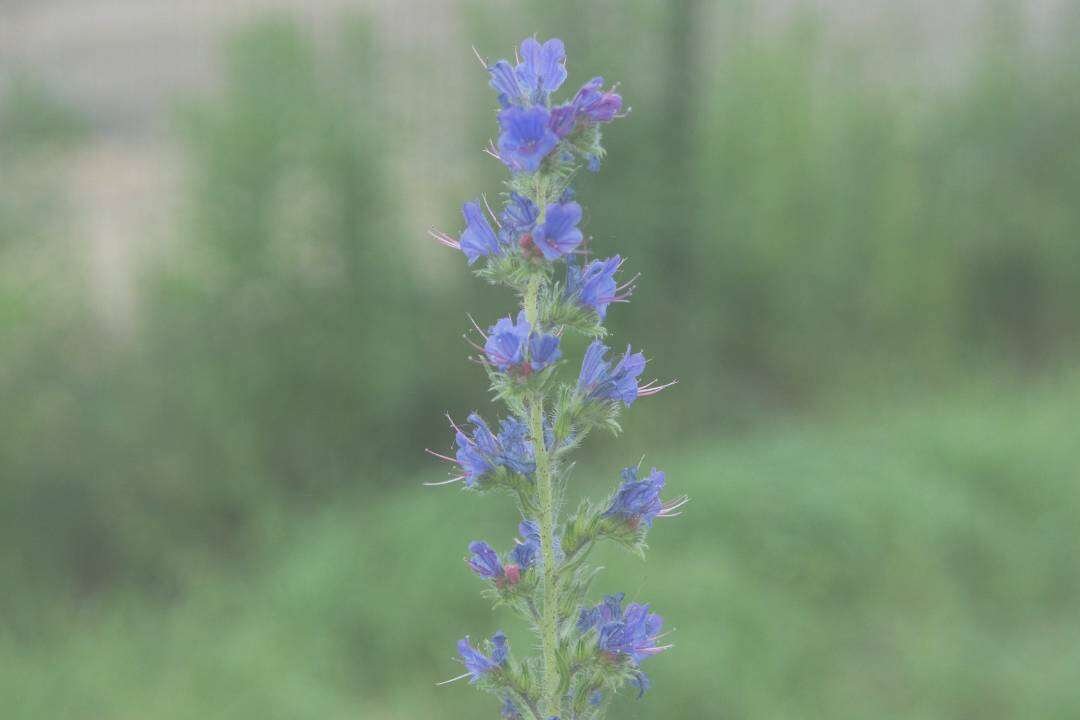 Hisopo Decumbens (Hyssopus officinalis L. var. decumbens)