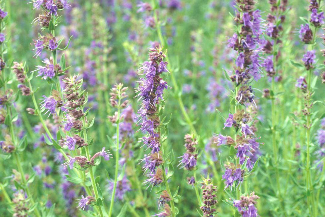 Hisopo (Hyssopus officinalis L.)