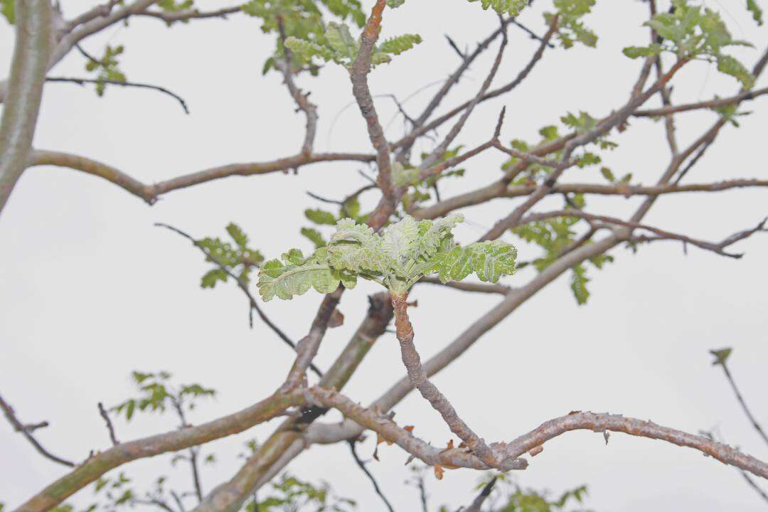 Incienso Ayurveda (Boswellia serrata)