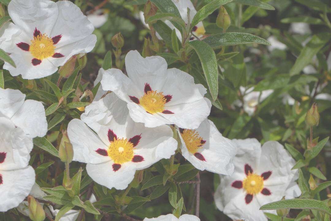 Jara (Cistus ladaniferus L.)