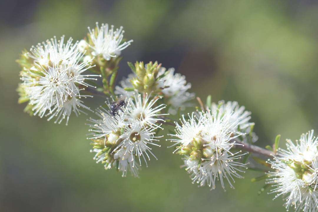 Kunzea (Kunzea ambigua L.)
