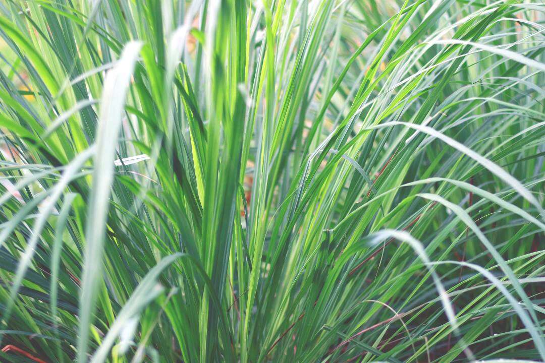 Lemongrass (Cymbopogon citratus L.)