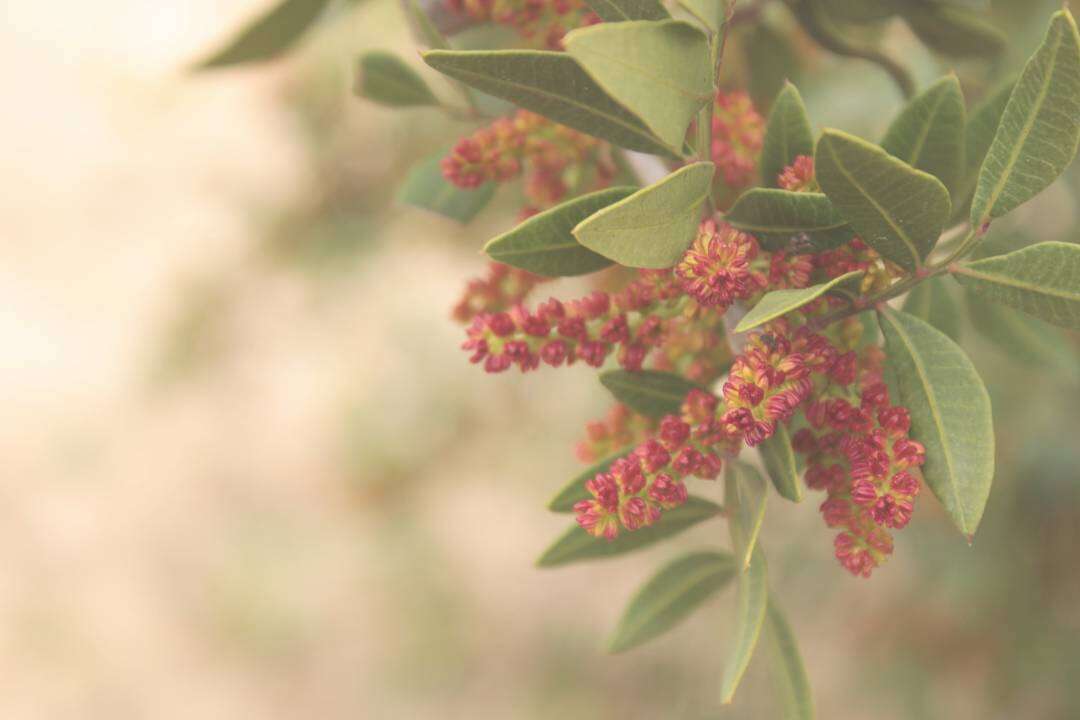 Lentisco (Pistacia lentiscus L.)