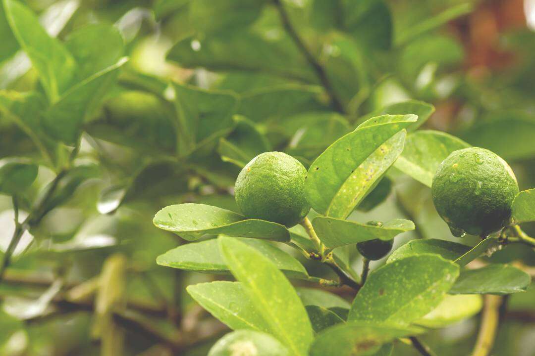 Lima (Citrus aurantifolia Swingle)