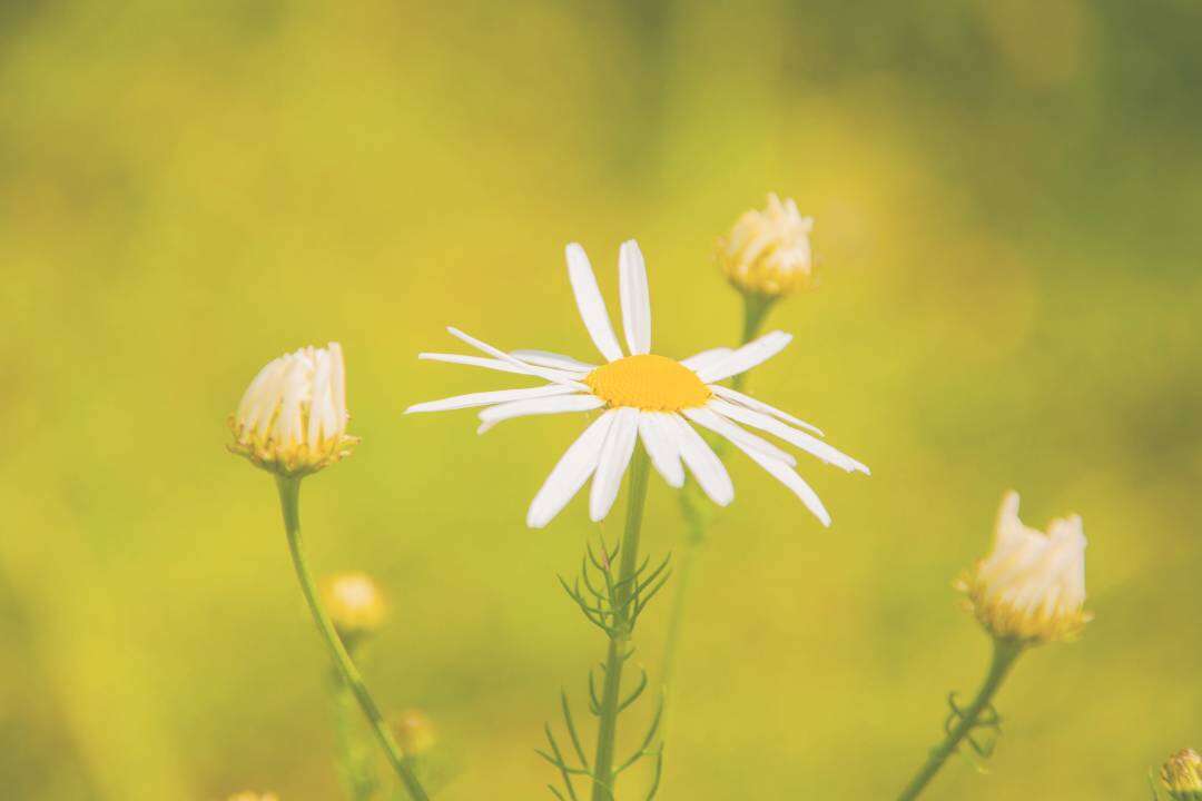 Manzanilla Azul (Matricaria chamomilla L. o Matricaria recutita L.)