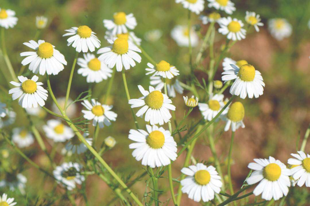Manzanilla Romana (Chamaemelum nobile L. sin. Anthemis nobilis)