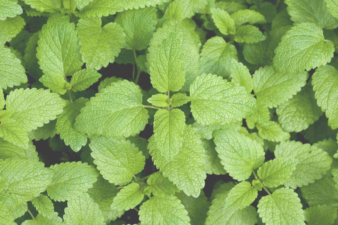 Melisa Real (Melissa officinalis L.)