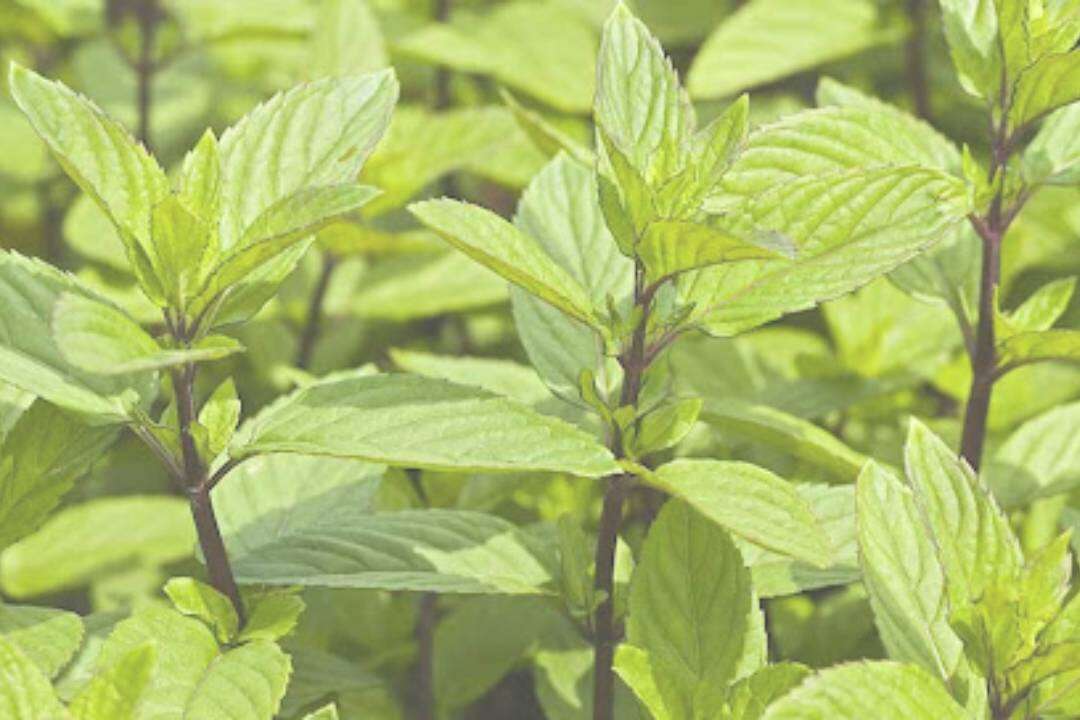 Menta Bergamota (Mentha bergamota Opiz)