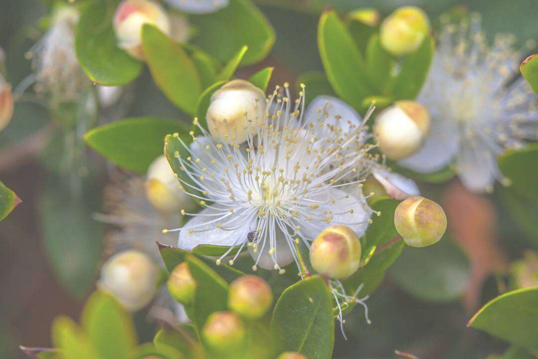 Mirto Rojo (Myrtus communis L.)
