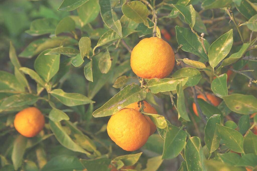 Naranja Amarga (Citrus aurantium Subesp. amara)