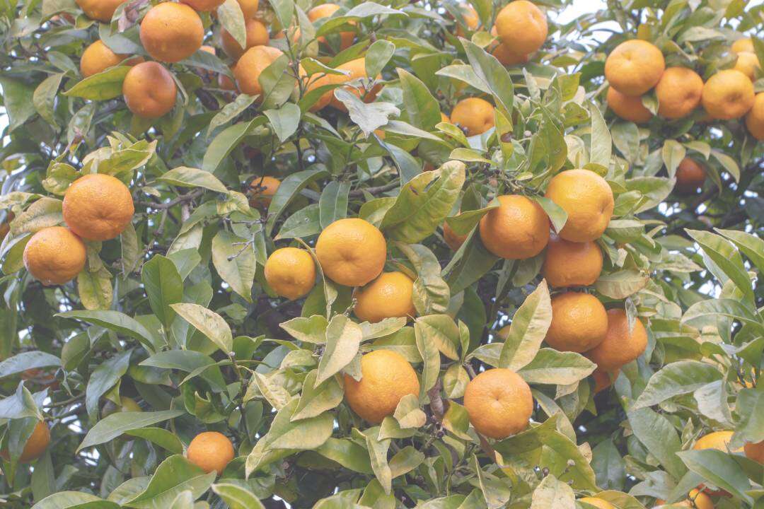 Naranja Dulce (Citrus sinensis L.)