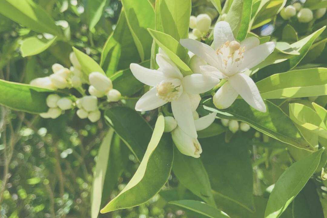 Neroli (Citrus aurantium Subesp. amara)