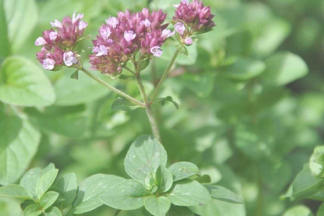Orégano de Grecia (Origanum heracleoticum L.)